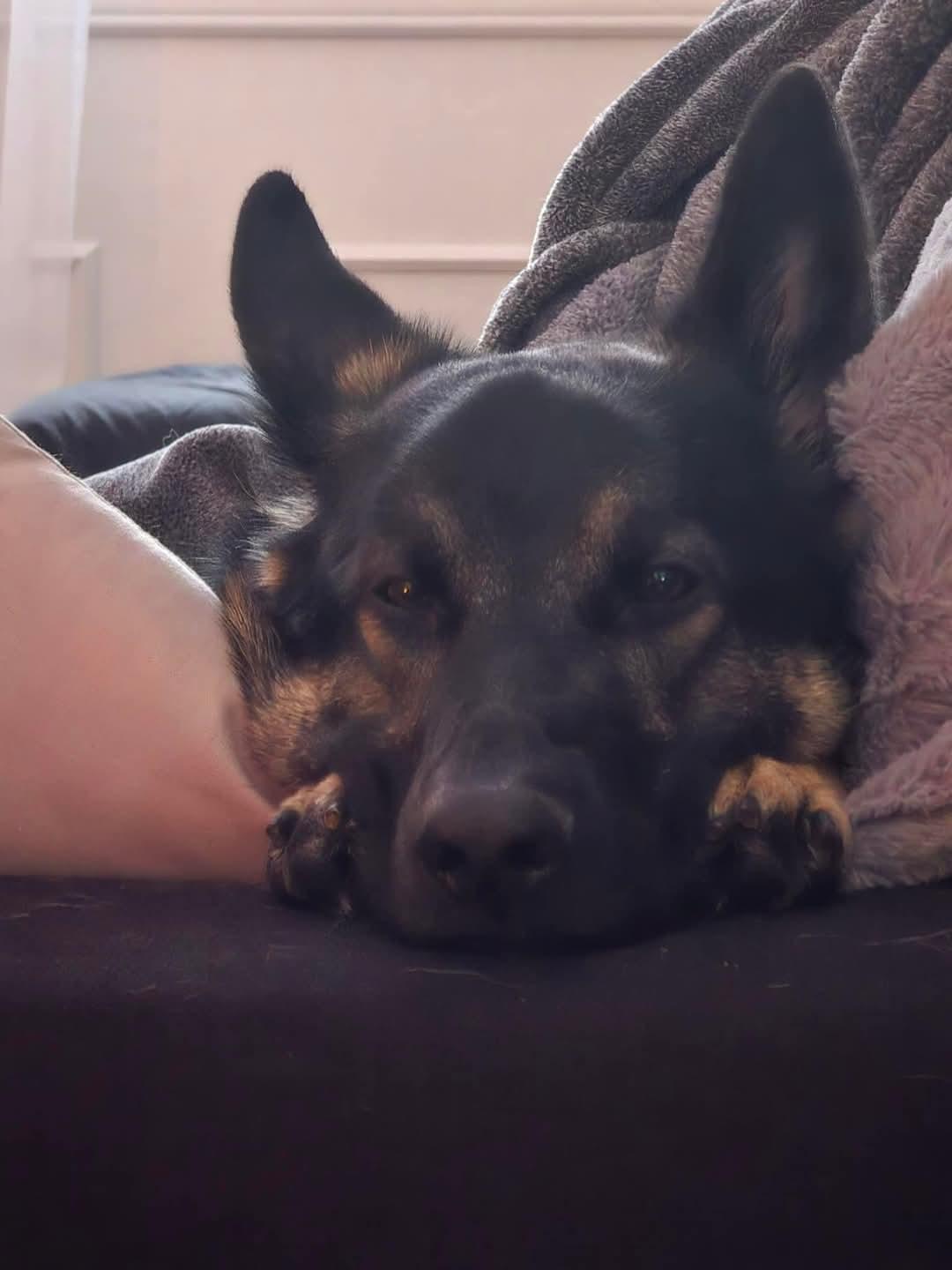 Fred, an adoptable German Shepherd Dog in Montreal, QC, H3H 1N2 | Photo Image 1