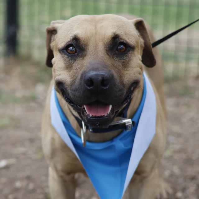 KING, Adoptable, Adult Male American Staffordshire Terrier.