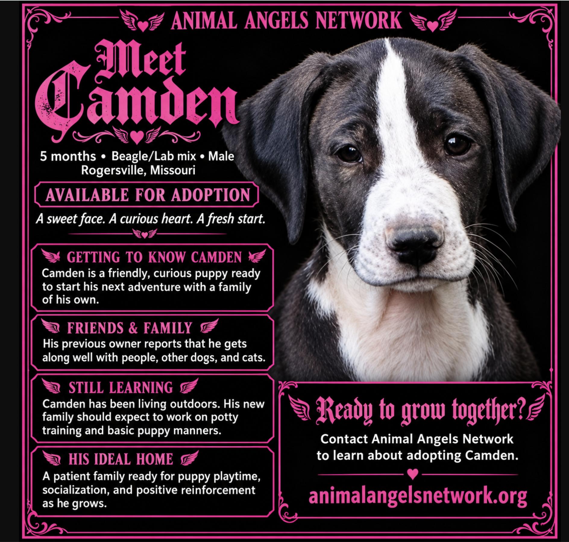 Enlarge Camden, a Adoptable mixed breed in Rogersville, MO image 1/2