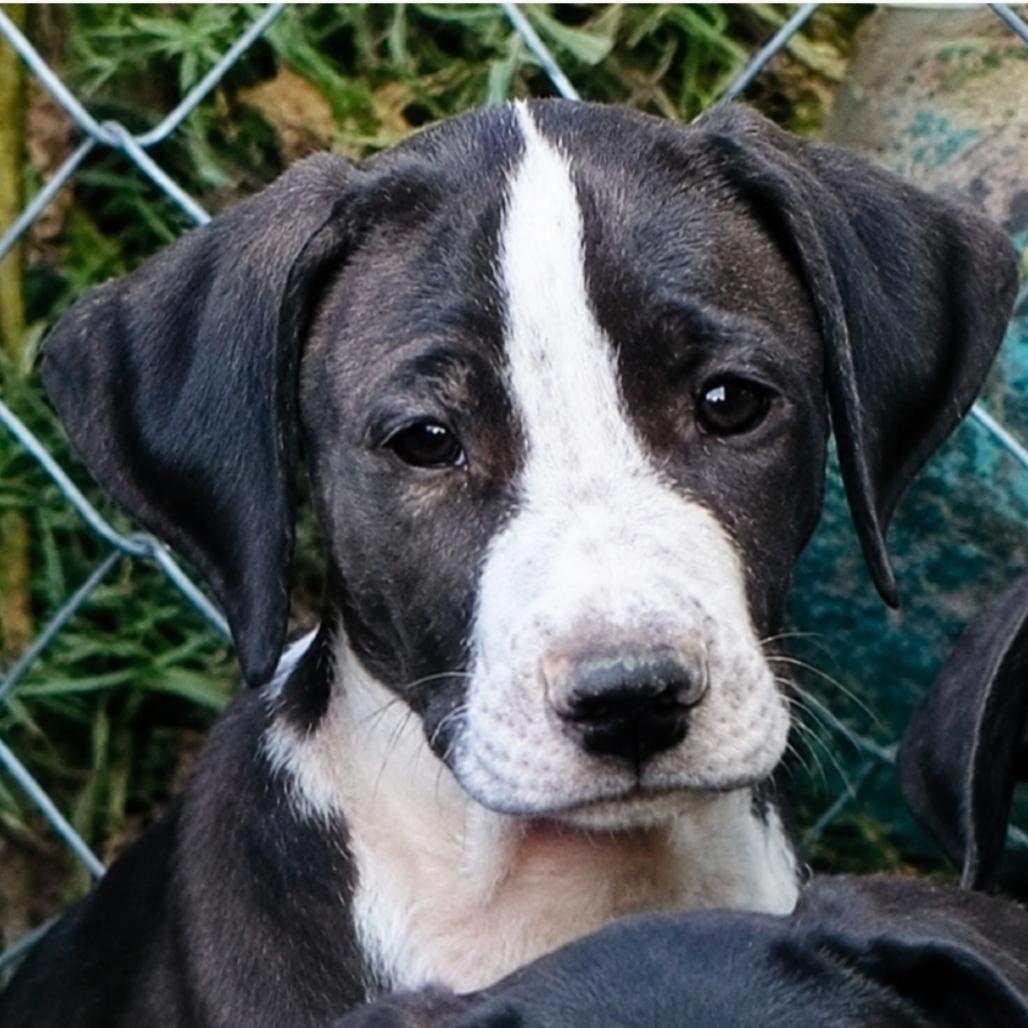 Enlarge Camden, a Adoptable mixed breed in Rogersville, MO image 2/2