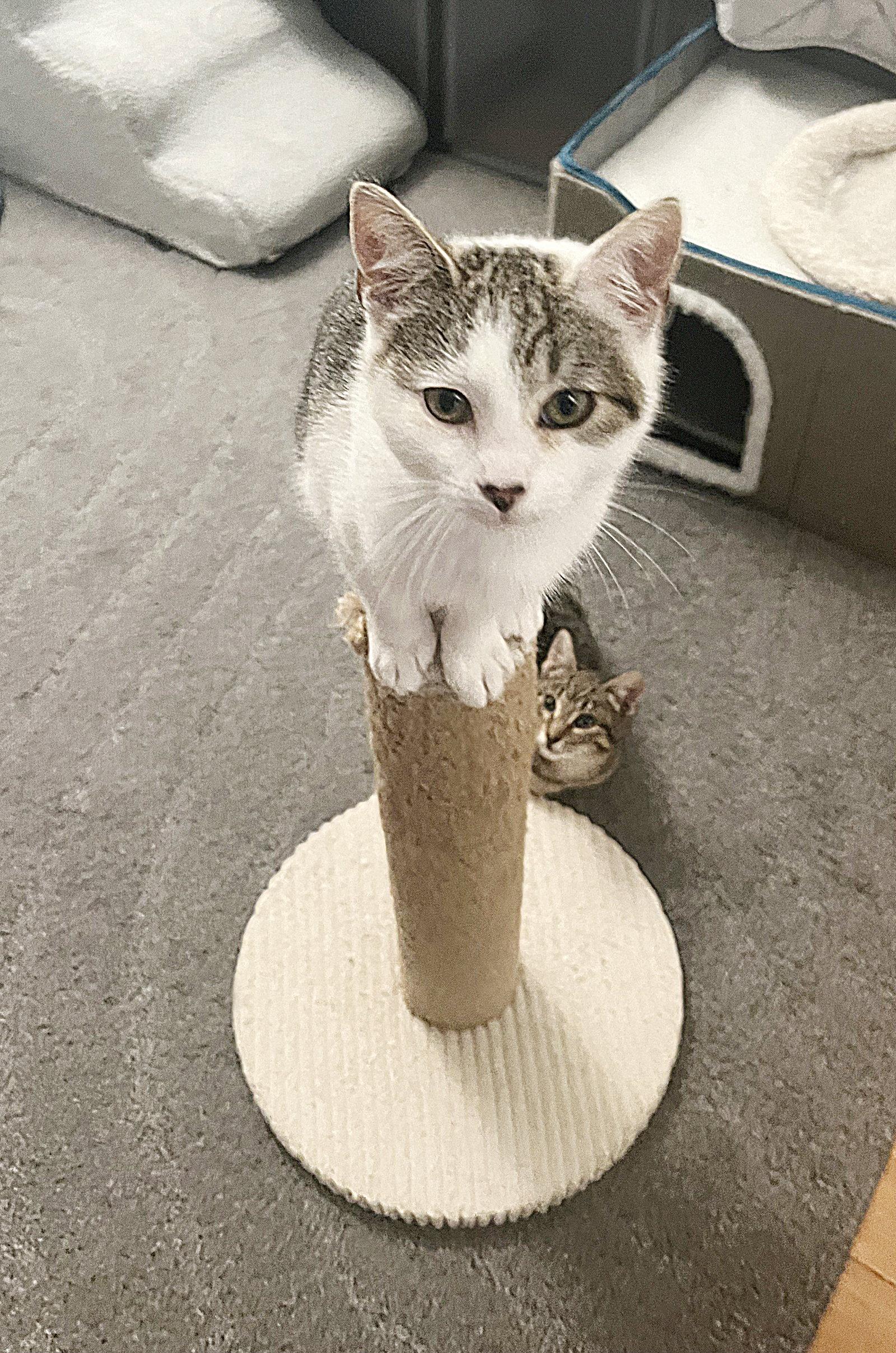 Holly, Adoptable, Young Female Tabby.