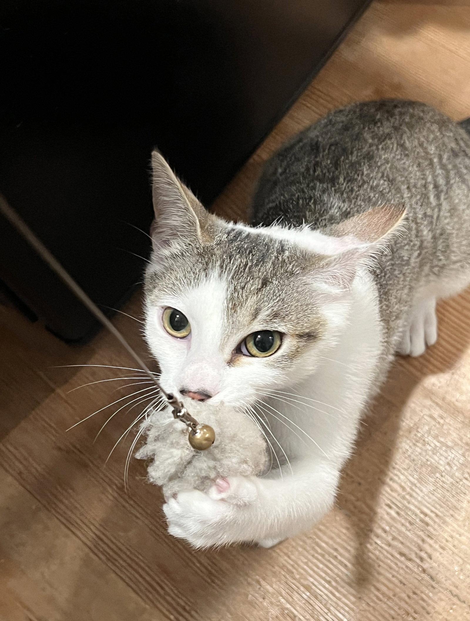 Enlarge Holly, a Adoptable Tabby in Alameda, CA image 2/3