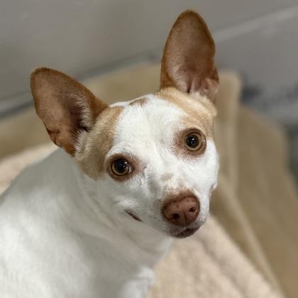 Starbeam, ADOPTABLE, Adult Female Chihuahua.