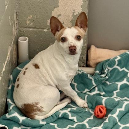 Enlarge Starbeam, a ADOPTABLE mixed breed in Sacramento, CA image 3/4