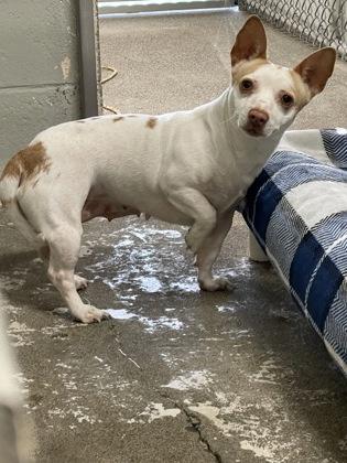 Enlarge Starbeam, a ADOPTABLE mixed breed in Sacramento, CA image 4/4