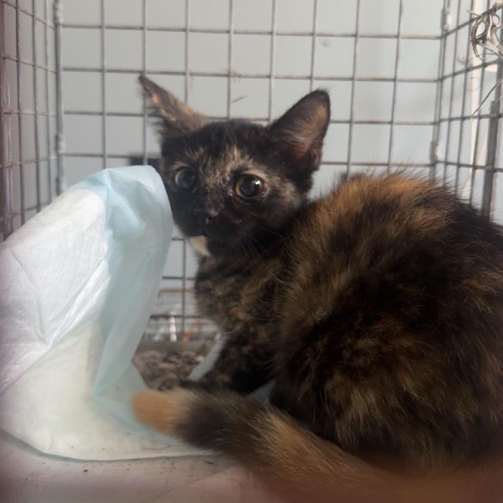 Twix, Adoptable, Kitten Female Domestic Short Hair.