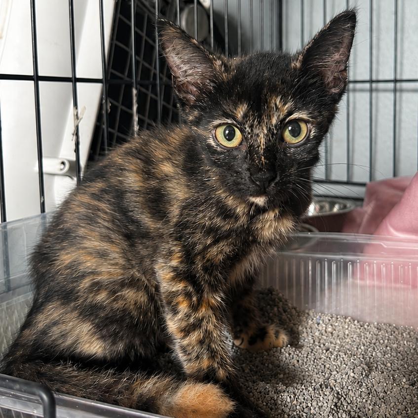 Enlarge Twix, a Adoptable Domestic Short Hair in debary, FL image 2/2