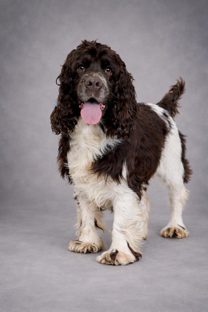 Enlarge Sully, a Adopted Cocker Spaniel in Hardeeville, SC image 1/1