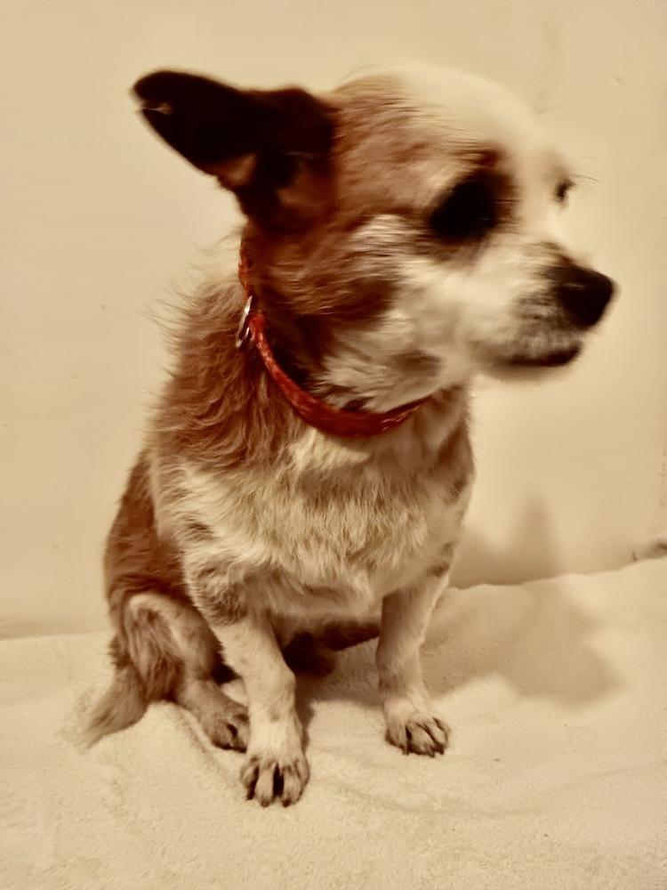 Enlarge Dante, a Adoptable Terrier in Escondido, CA image 1/6