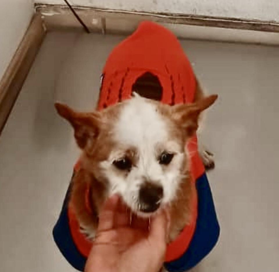 Enlarge Dante, a Adoptable Terrier in Escondido, CA image 2/6