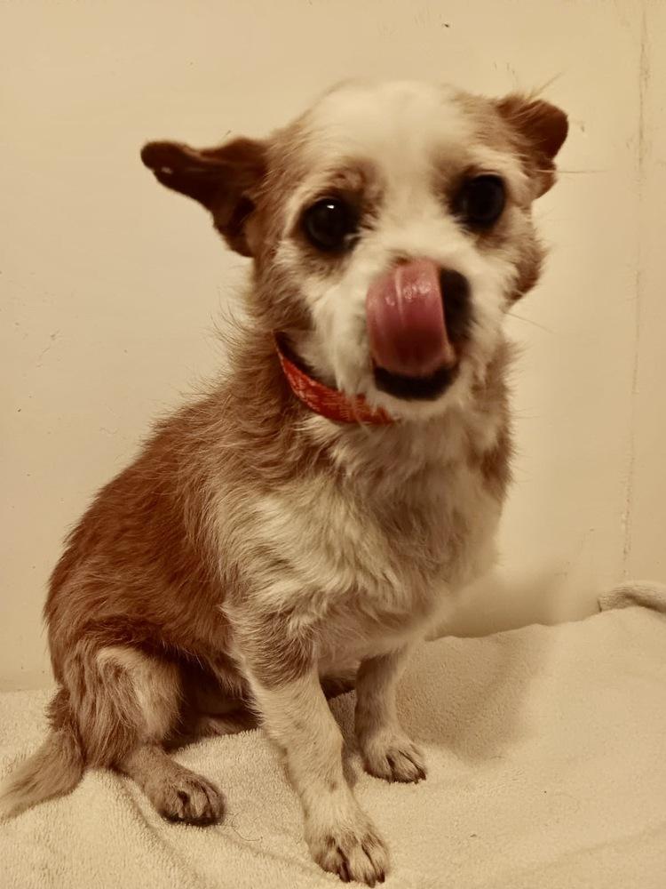 Enlarge Dante, a Adoptable Terrier in Escondido, CA image 3/6