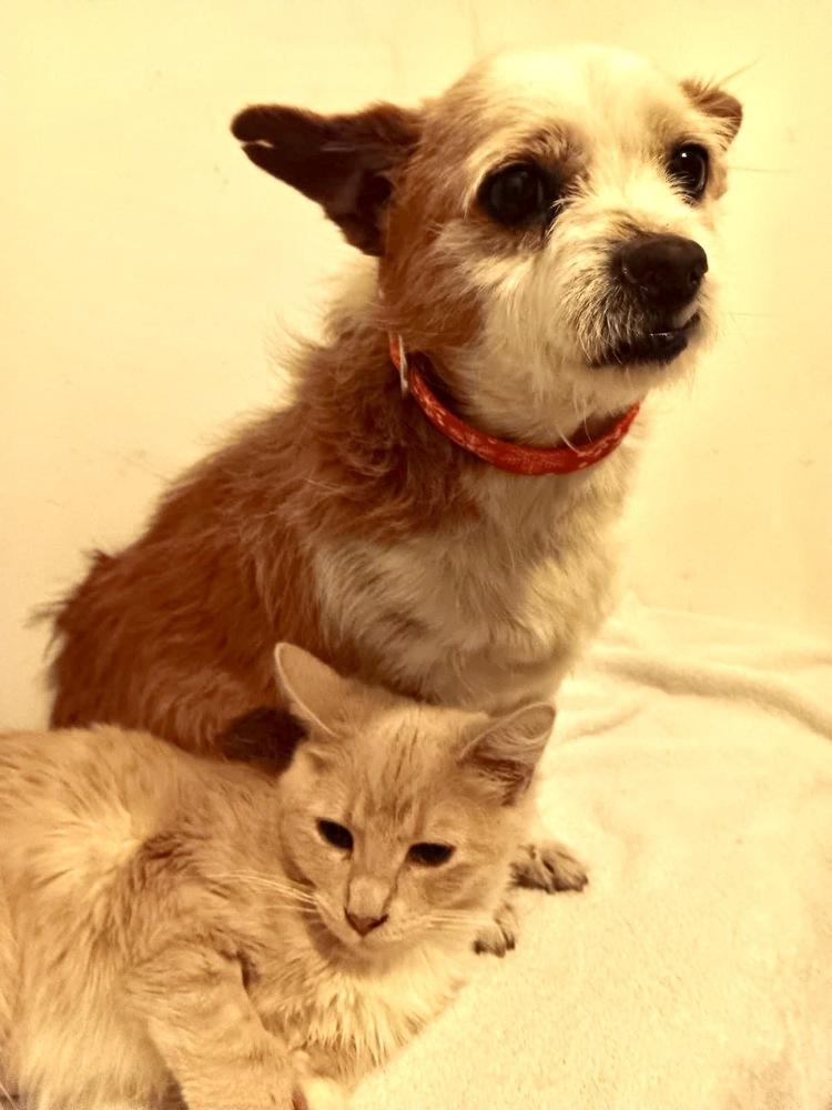 Enlarge Dante, a Adoptable Terrier in Escondido, CA image 6/6