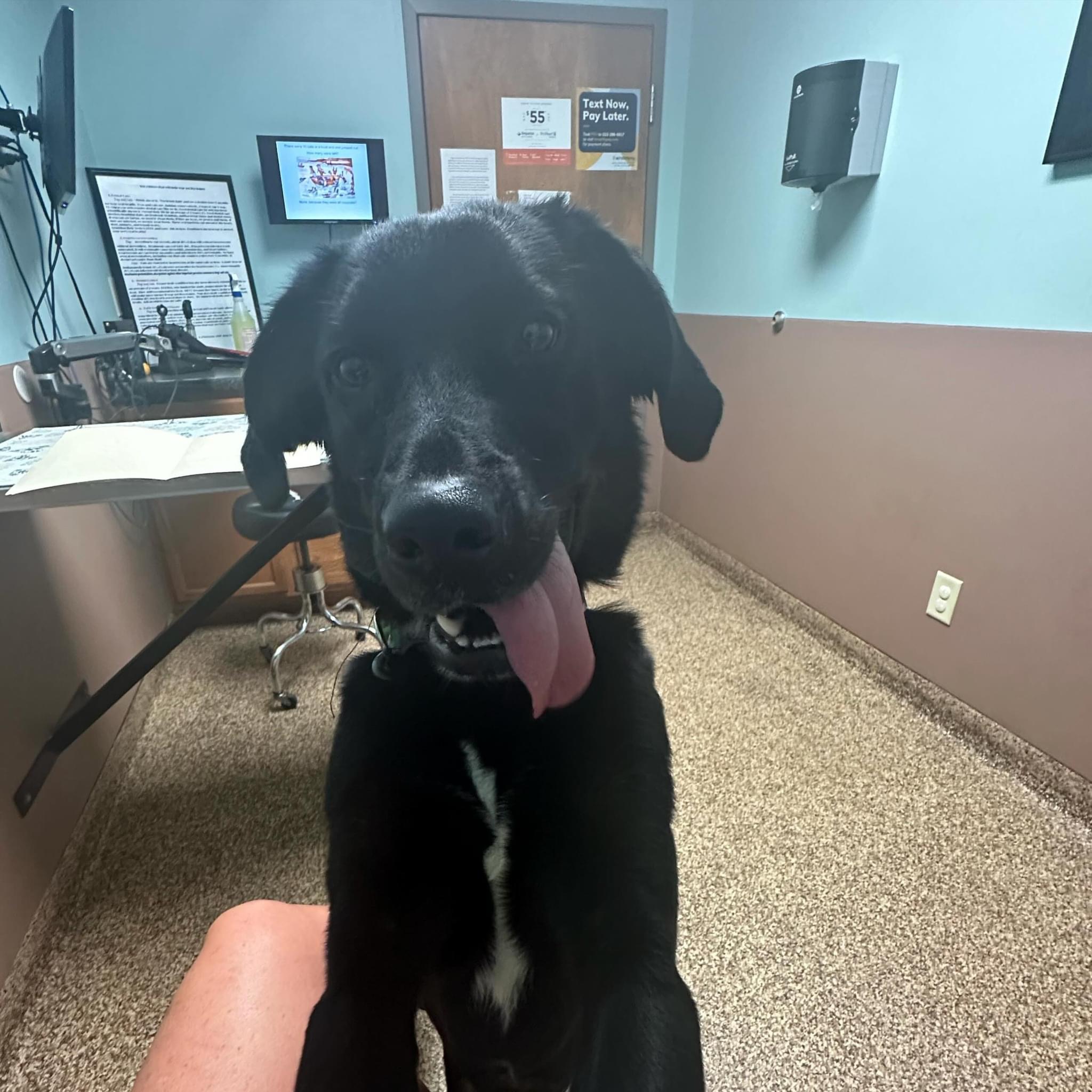 Cavatappi, Adopted, Young Male Mixed Breed.