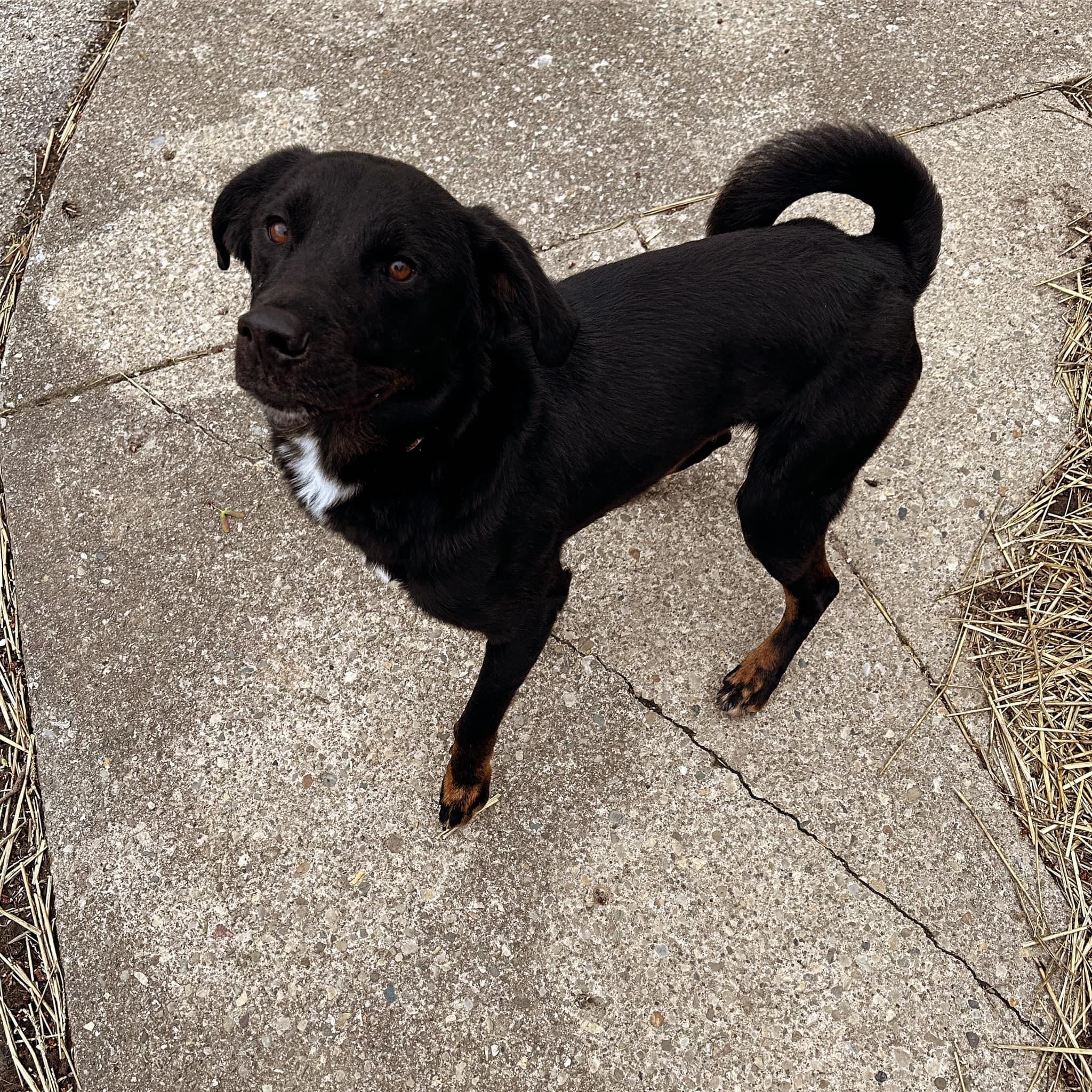 Cavatappi, a Adopted mixed breed in Greenwood, IN image 2/4