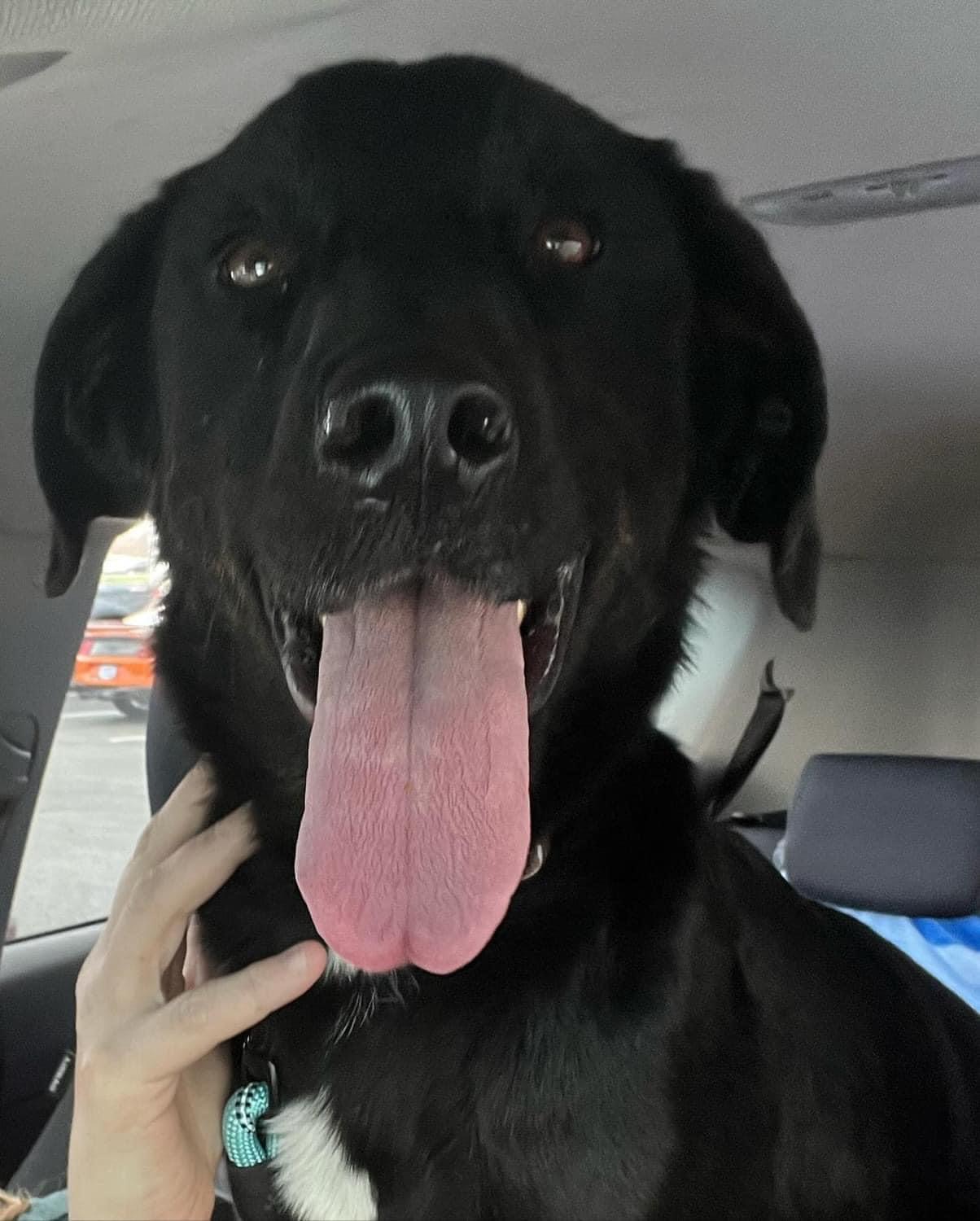 Cavatappi, a Adopted mixed breed in Greenwood, IN image 3/4