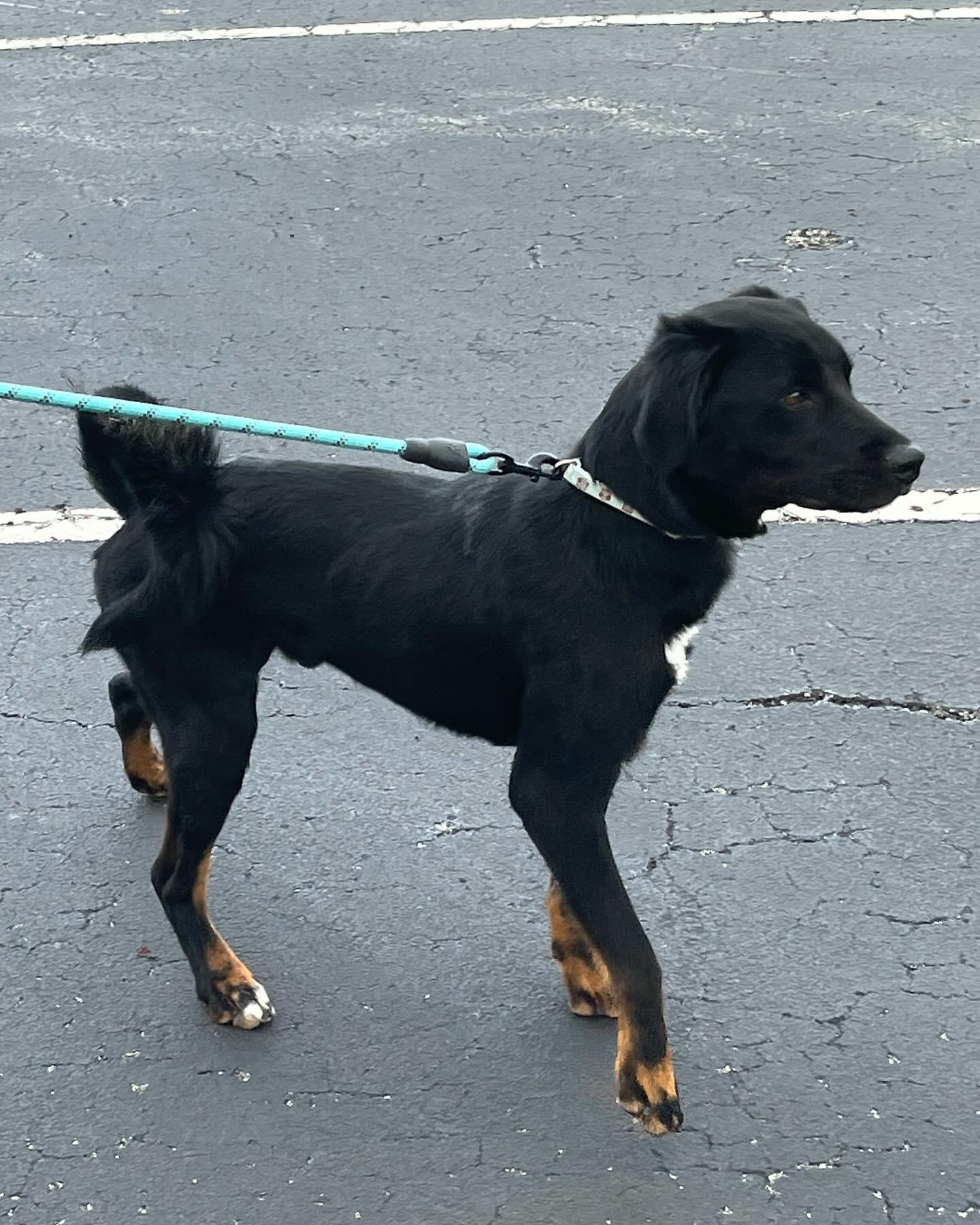 Cavatappi, a Adopted mixed breed in Greenwood, IN image 4/4