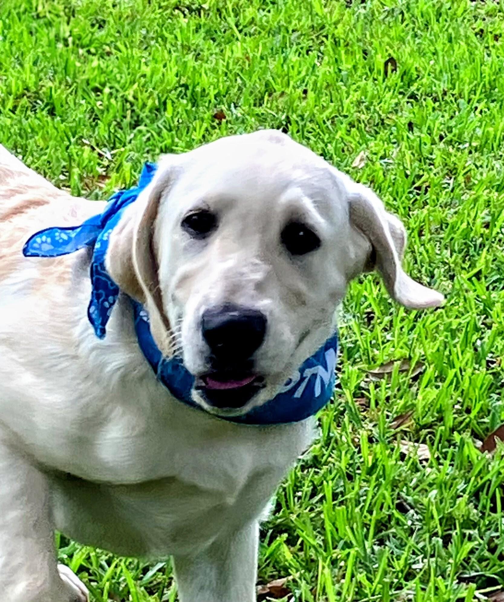 Enlarge Scout, a ADOPTABLE mixed breed in Willington, CT image 3/5