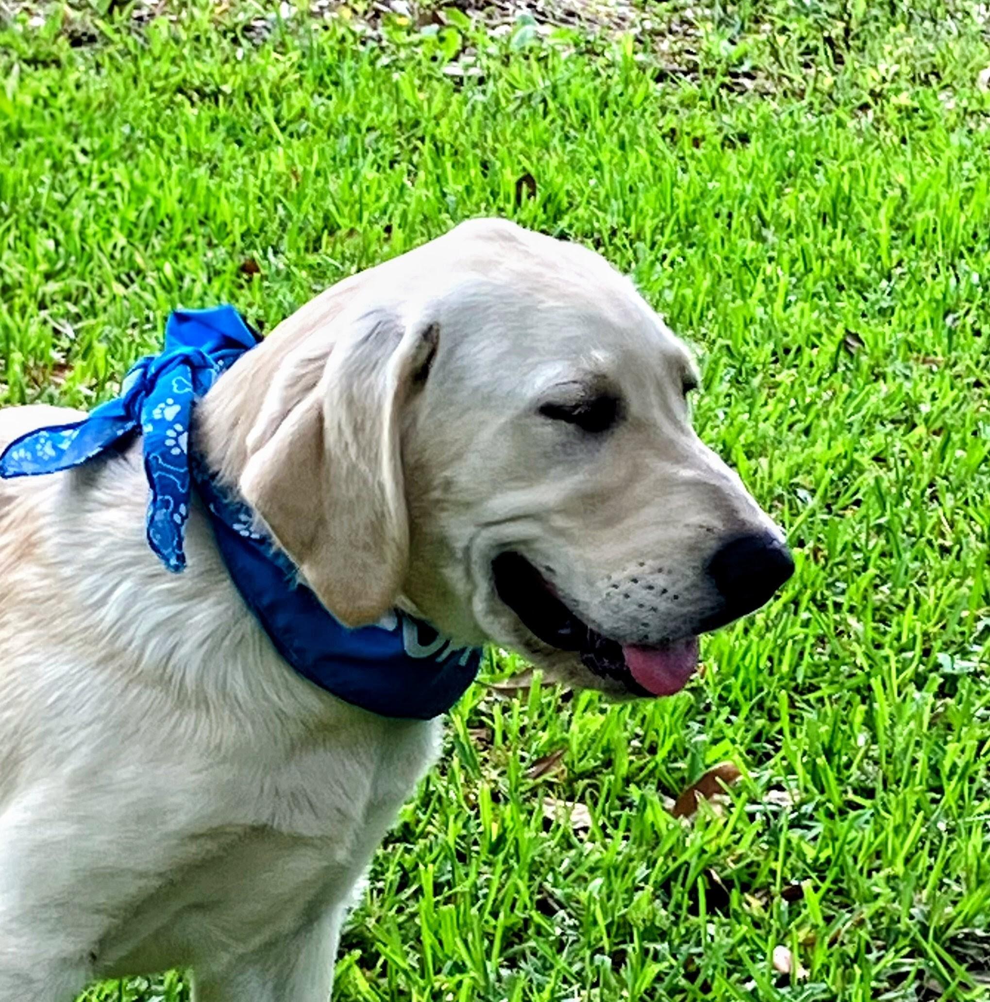 Enlarge Scout, a ADOPTABLE mixed breed in Willington, CT image 4/5