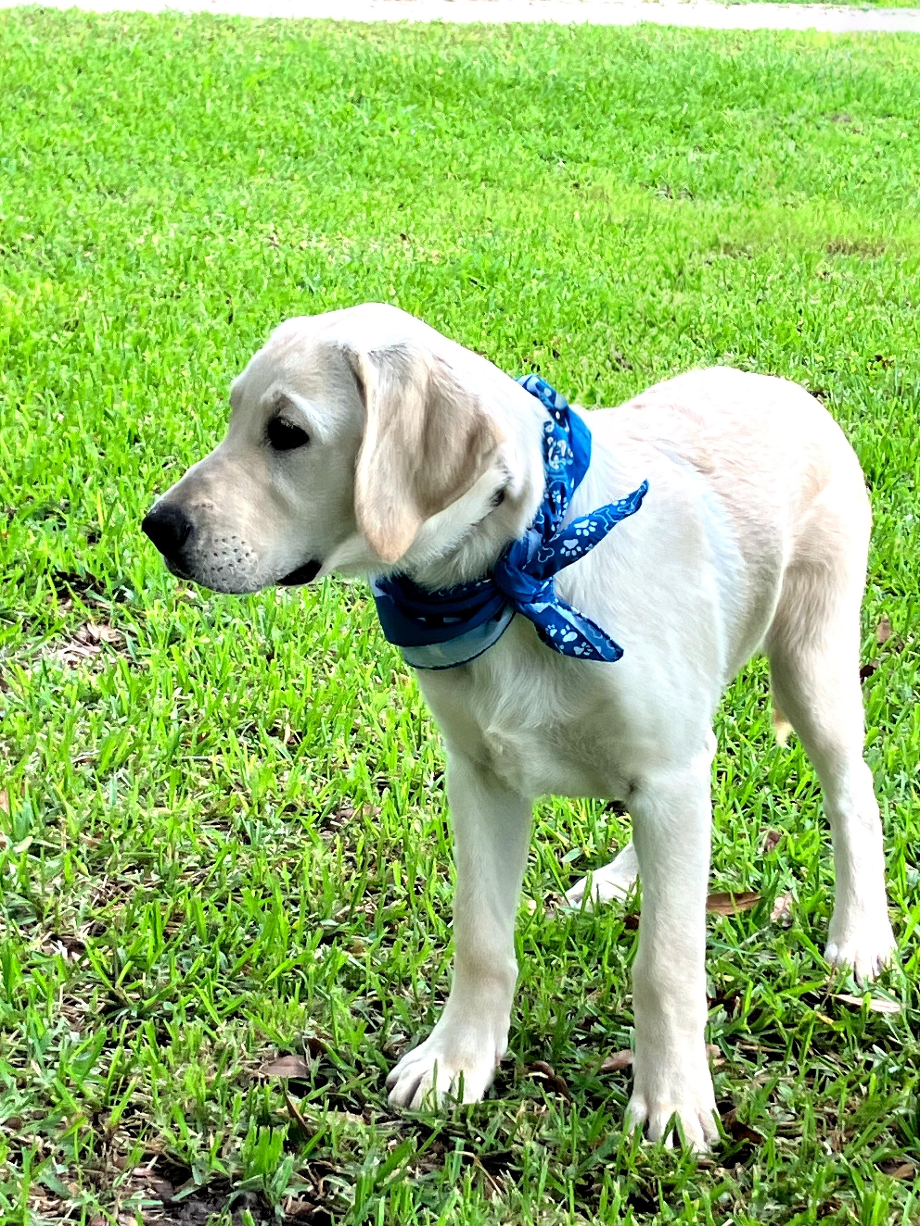 Enlarge Scout, a ADOPTABLE mixed breed in Willington, CT image 2/5