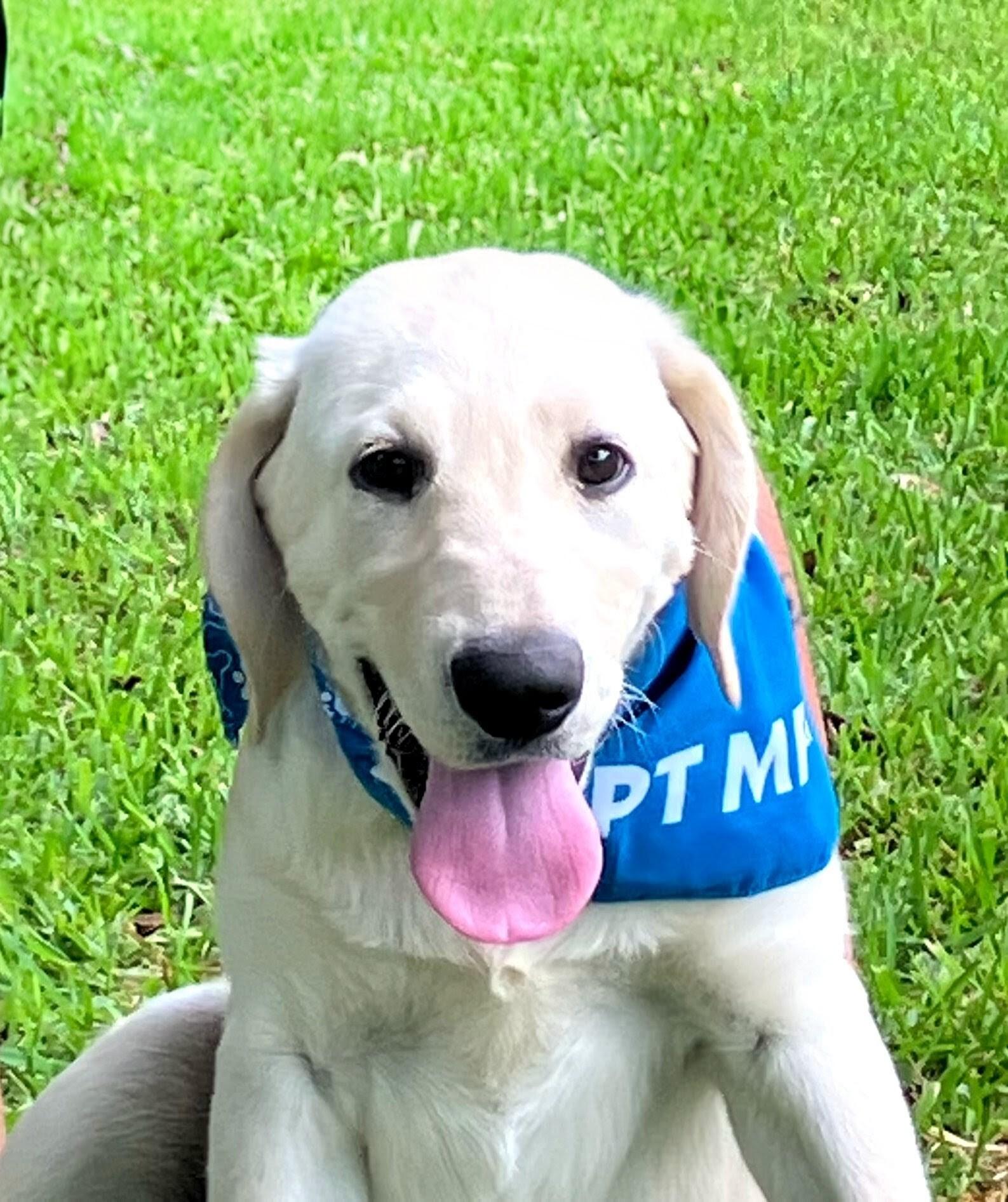 Scout, ADOPTABLE, Puppy Male Labrador Retriever & Poodle.