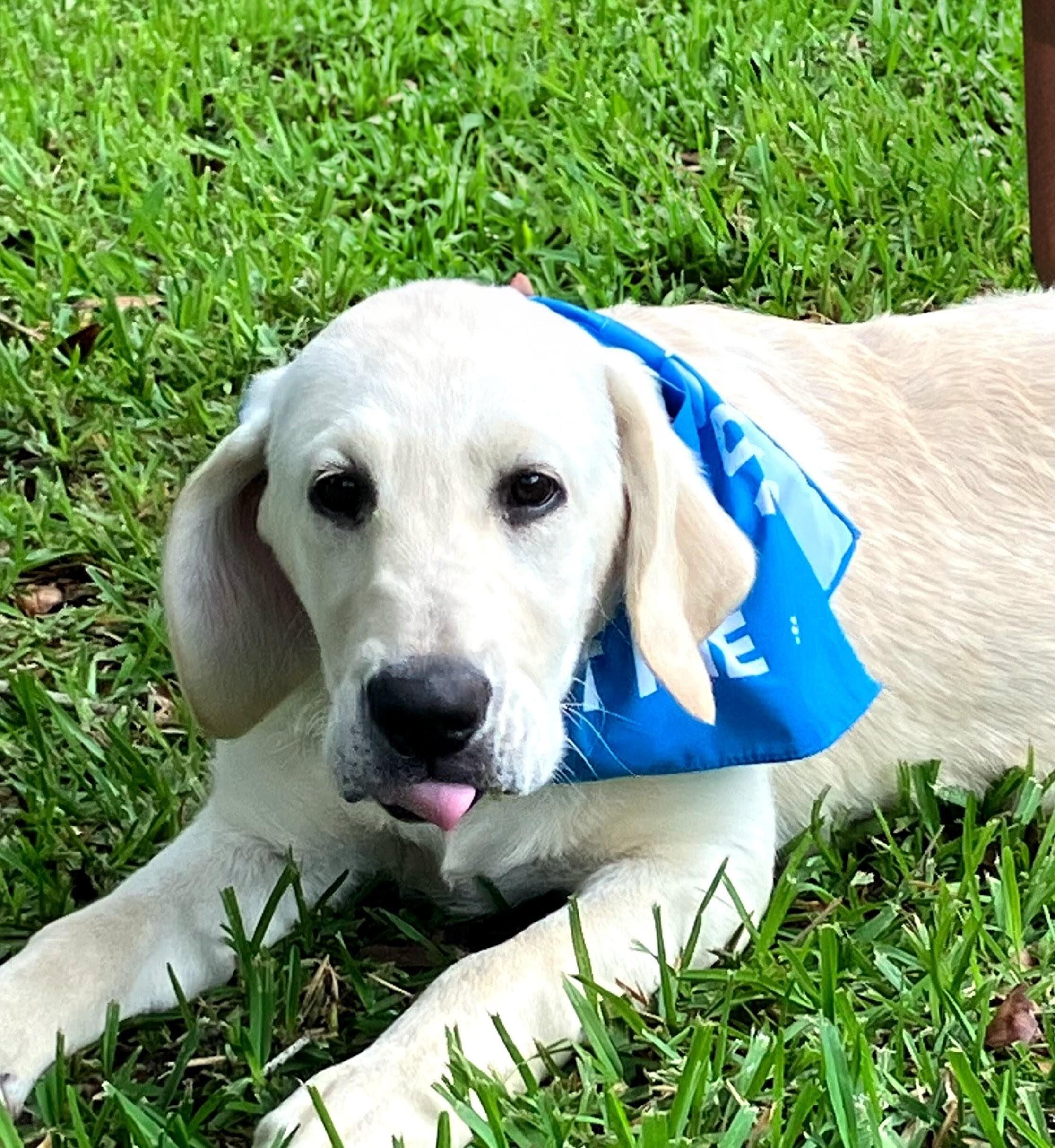 Scout - In NJ , adopted, Puppy Male Labrador Retriever & Poodle.