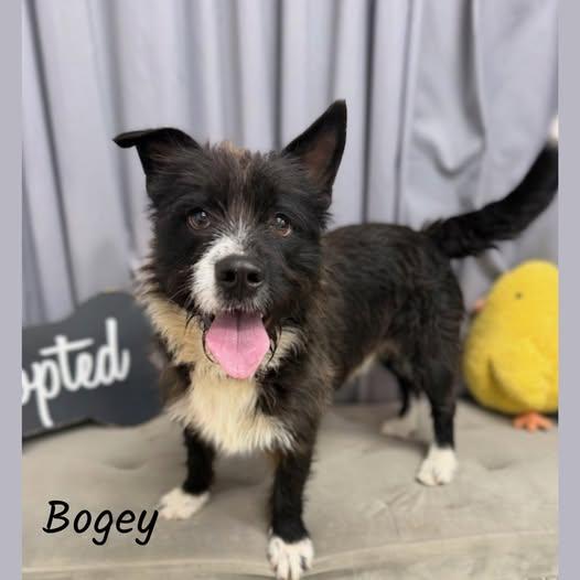 Bogey, ADOPTABLE, Young Male Wirehaired Terrier.