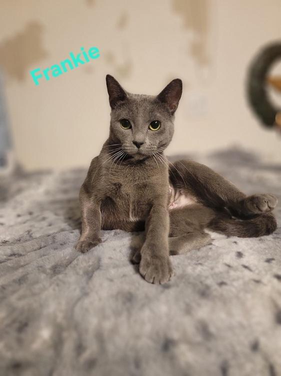 Frankie, ADOPTABLE, Young Female American Shorthair & Russian Blue.