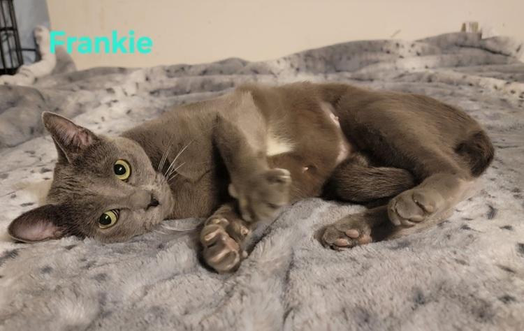 Enlarge Frankie, a ADOPTABLE mixed breed in Richardson, TX image 2/4