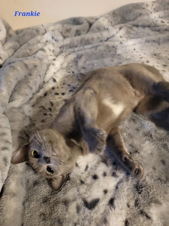 Enlarge Frankie, a ADOPTABLE mixed breed in Richardson, TX image 3/4