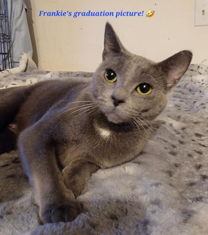 Enlarge Frankie, a ADOPTABLE mixed breed in Richardson, TX image 4/4