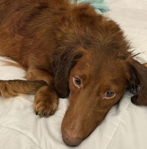 Enlarge ODIE, an adopted Dachshund (Long Haired) in Georgetown, KY image 3/3
