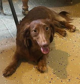 ODIE, adopted, Young Male Dachshund (Long Haired).