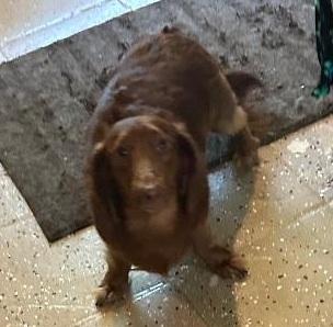 Enlarge ODIE, an adopted Dachshund (Long Haired) in Georgetown, KY image 2/3