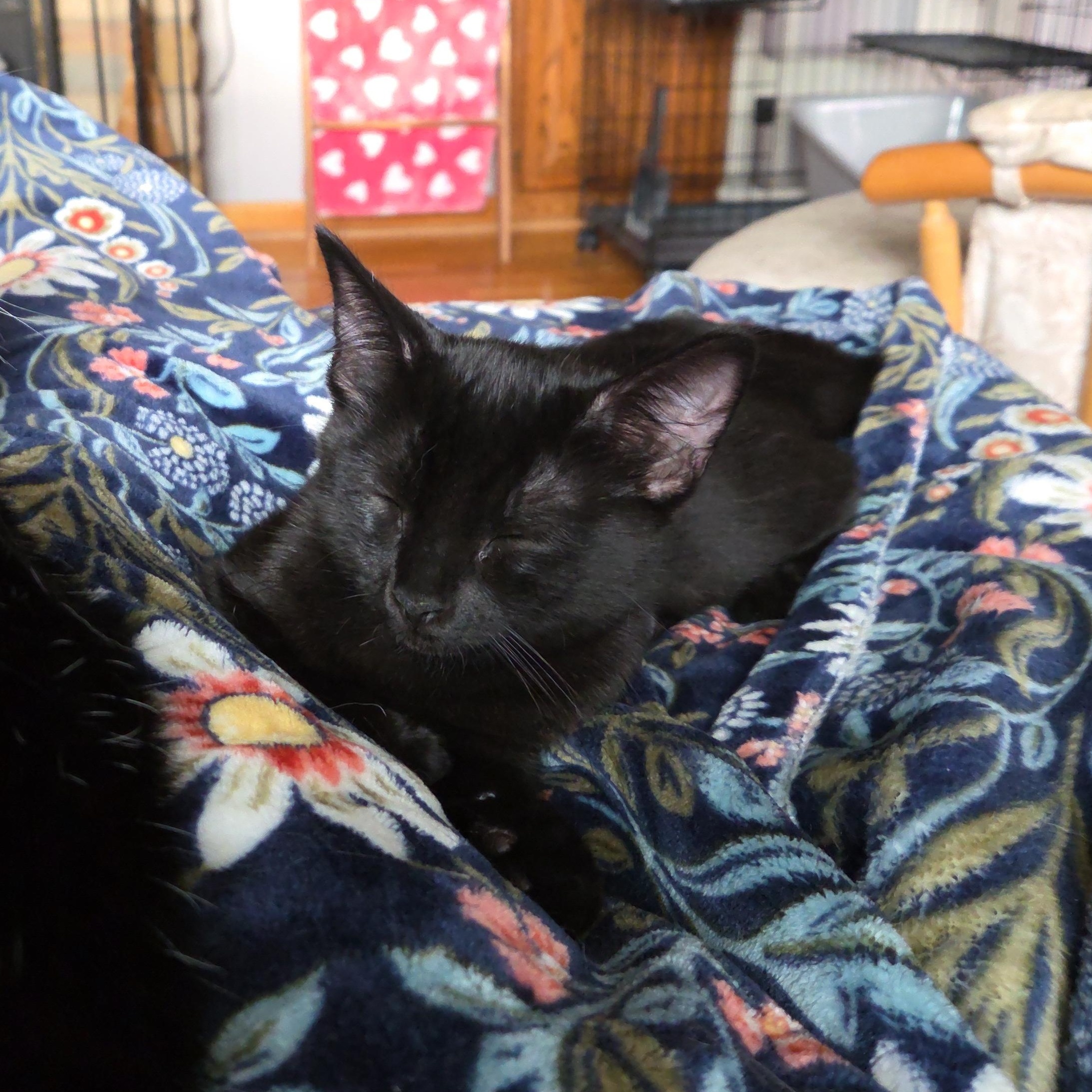 Enlarge Dodge, a Adopted Domestic Short Hair in Holly, MI image 2/3