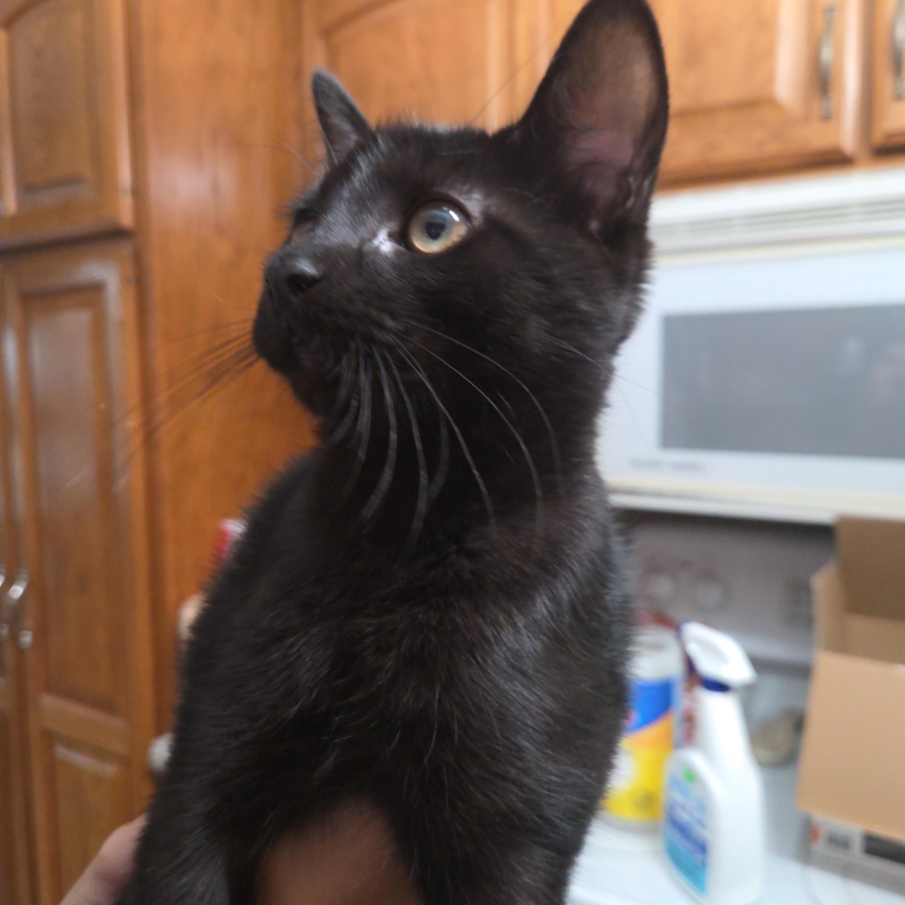Dodge, Adopted, Kitten Male Domestic Short Hair.