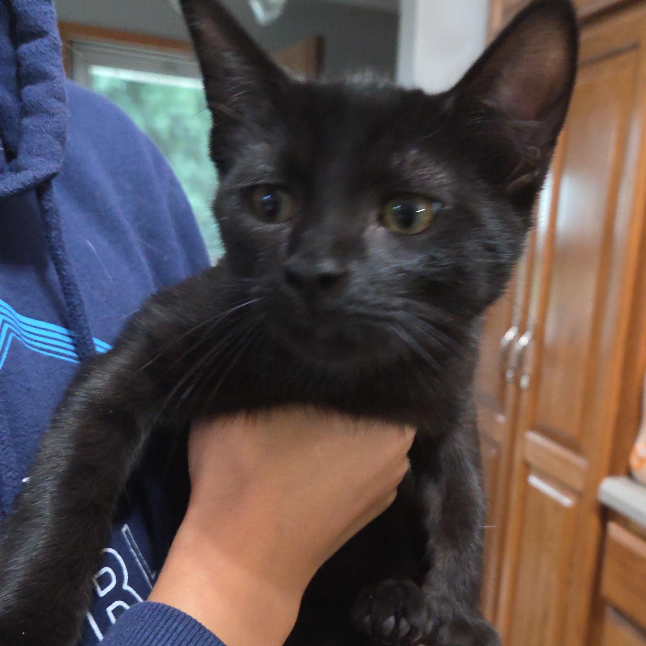 Enlarge Dodge, a Adopted Domestic Short Hair in Holly, MI image 3/3