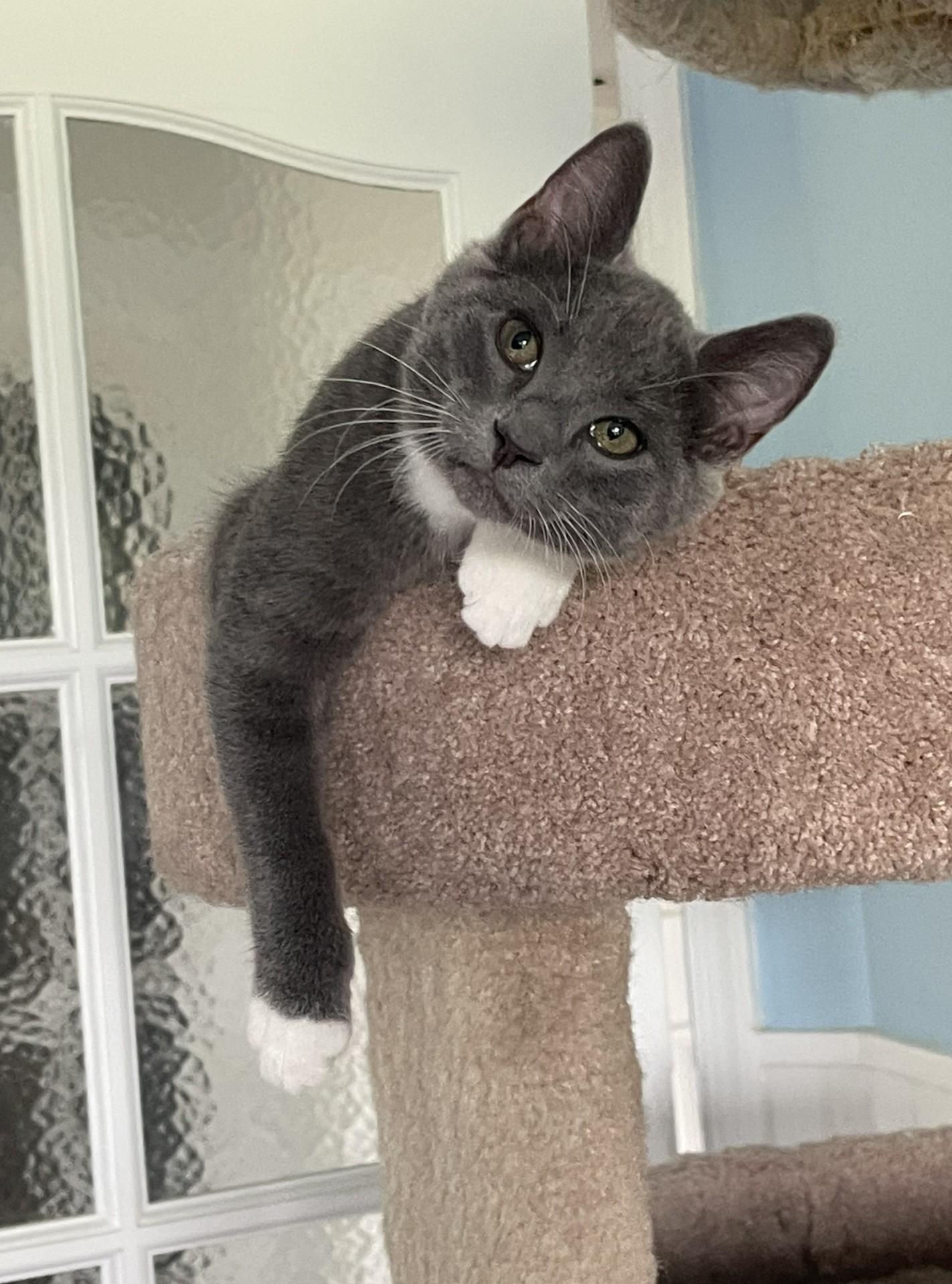 Simone, a Adoptable mixed breed in Culpeper, VA image 2/6