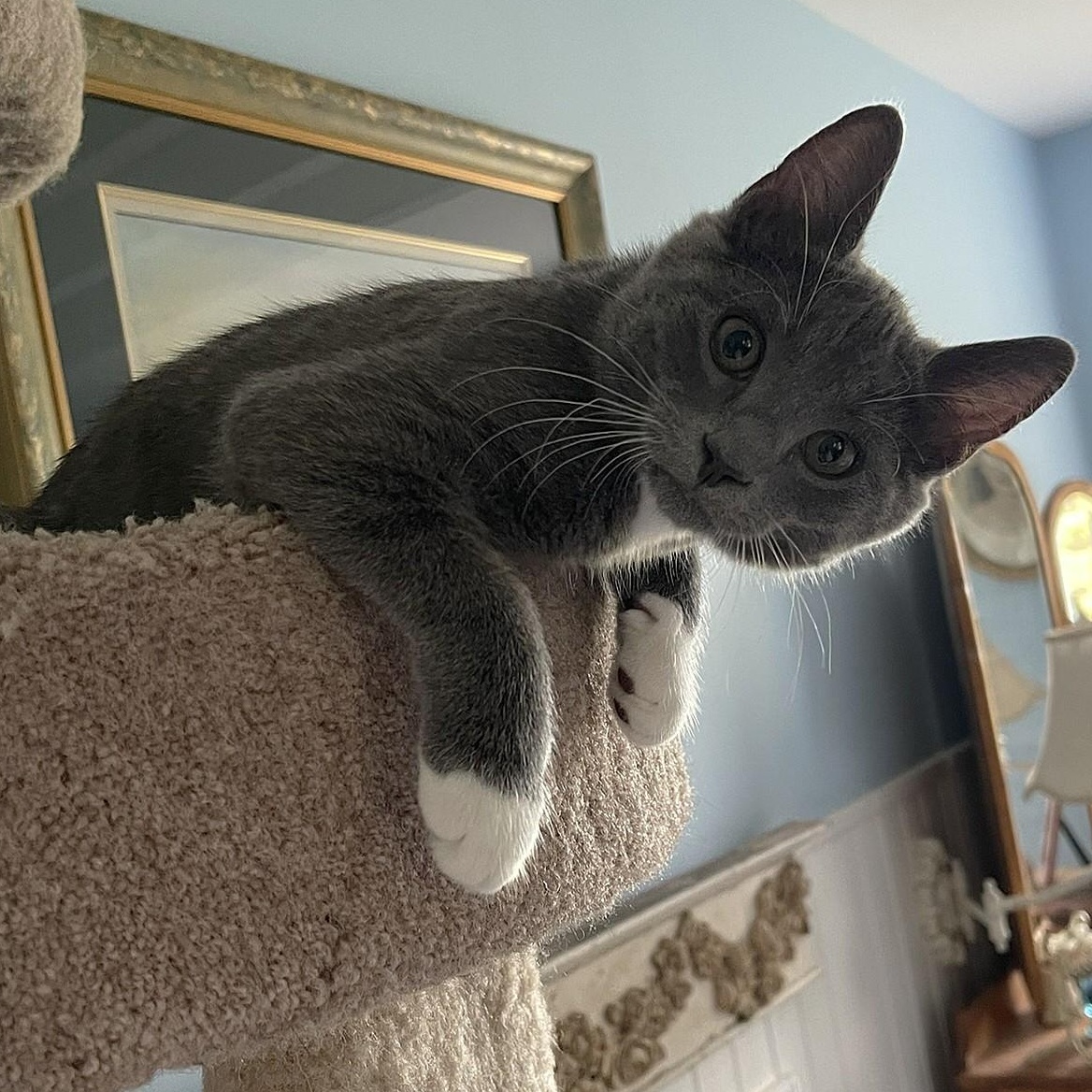 Simone, Adoptable, Kitten Female Domestic Short Hair & Russian Blue.