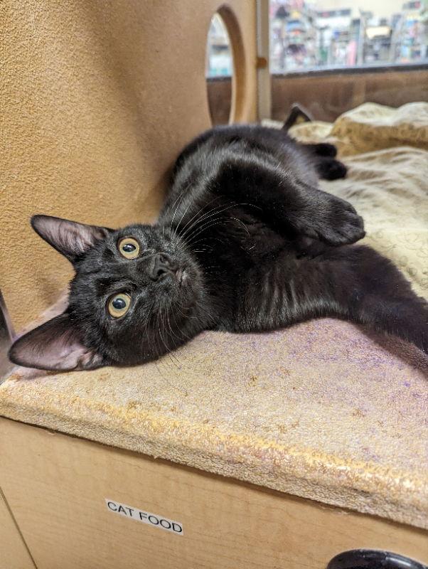 Enlarge Fox, a Adoptable Domestic Short Hair in Niles, MI image 1/3