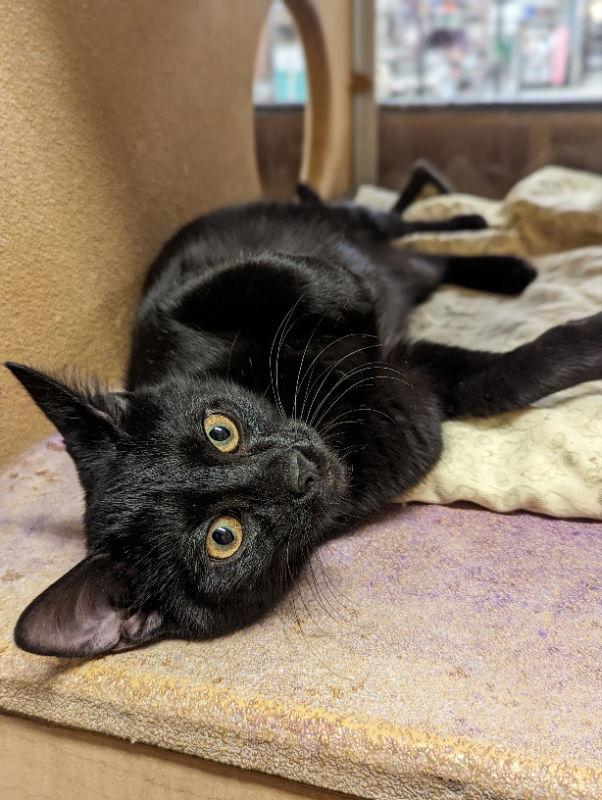 Enlarge Fox, a Adoptable Domestic Short Hair in Niles, MI image 3/3