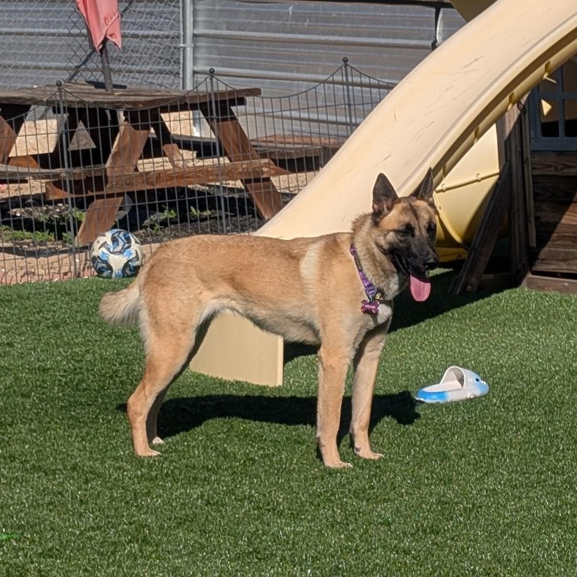 Enlarge Mei Mei , a ADOPTABLE mixed breed in Adelanto, CA image 5/6