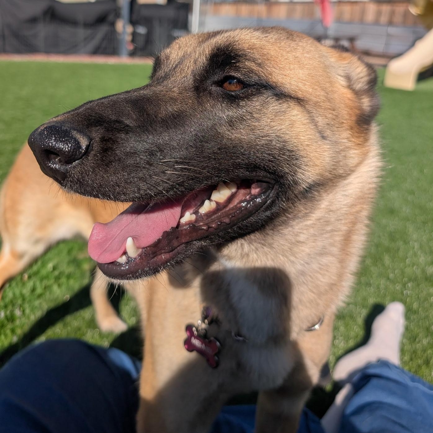 Enlarge Mei Mei , a ADOPTABLE mixed breed in Adelanto, CA image 6/6