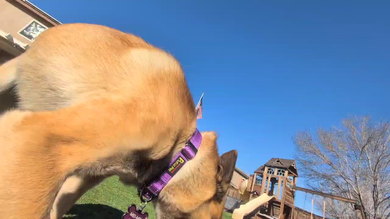 Enlarge Mei Mei , a ADOPTABLE mixed breed in Adelanto, CA video 3/6