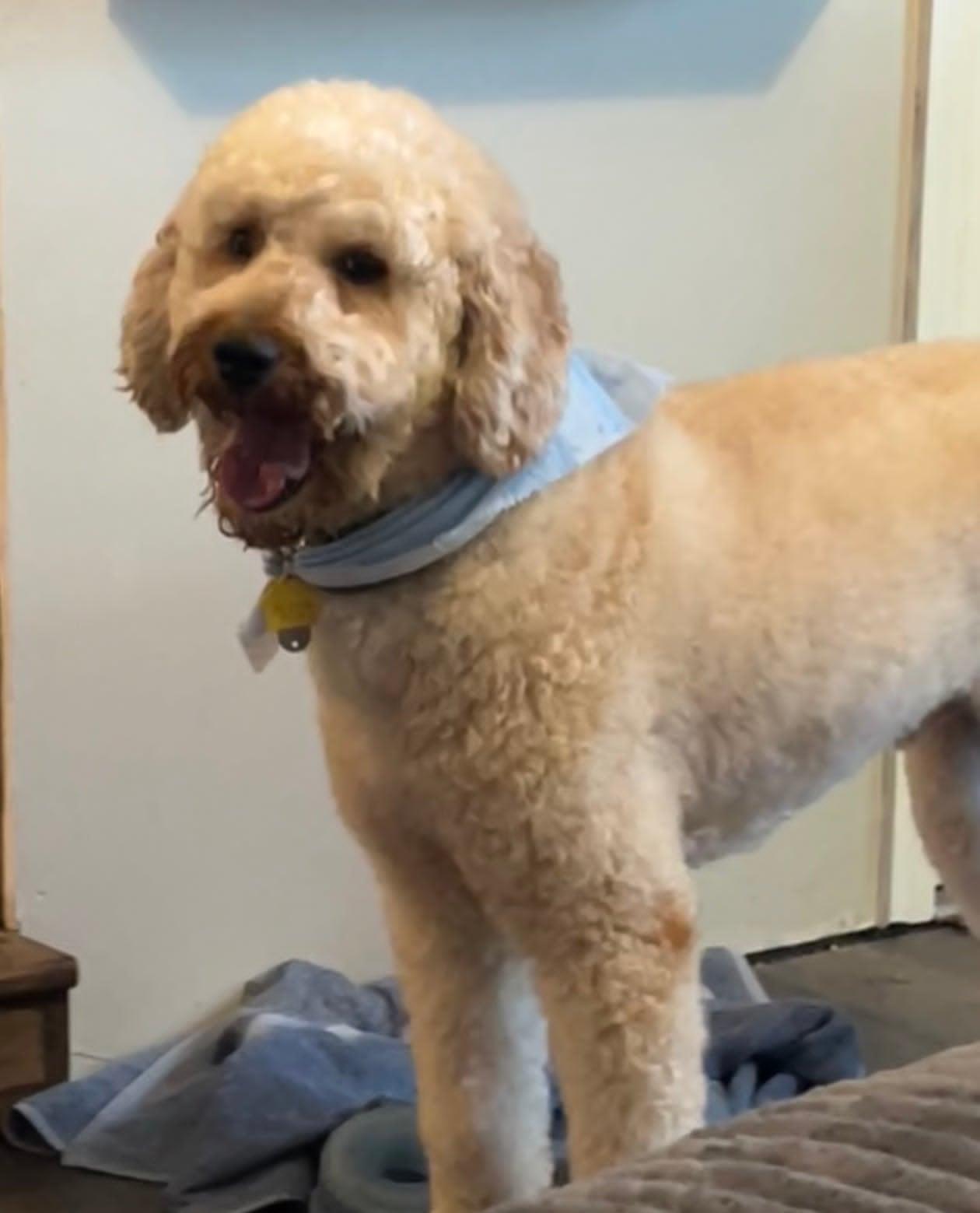 Oliver, an adopted mixed breed in Celina, OH image 4/6