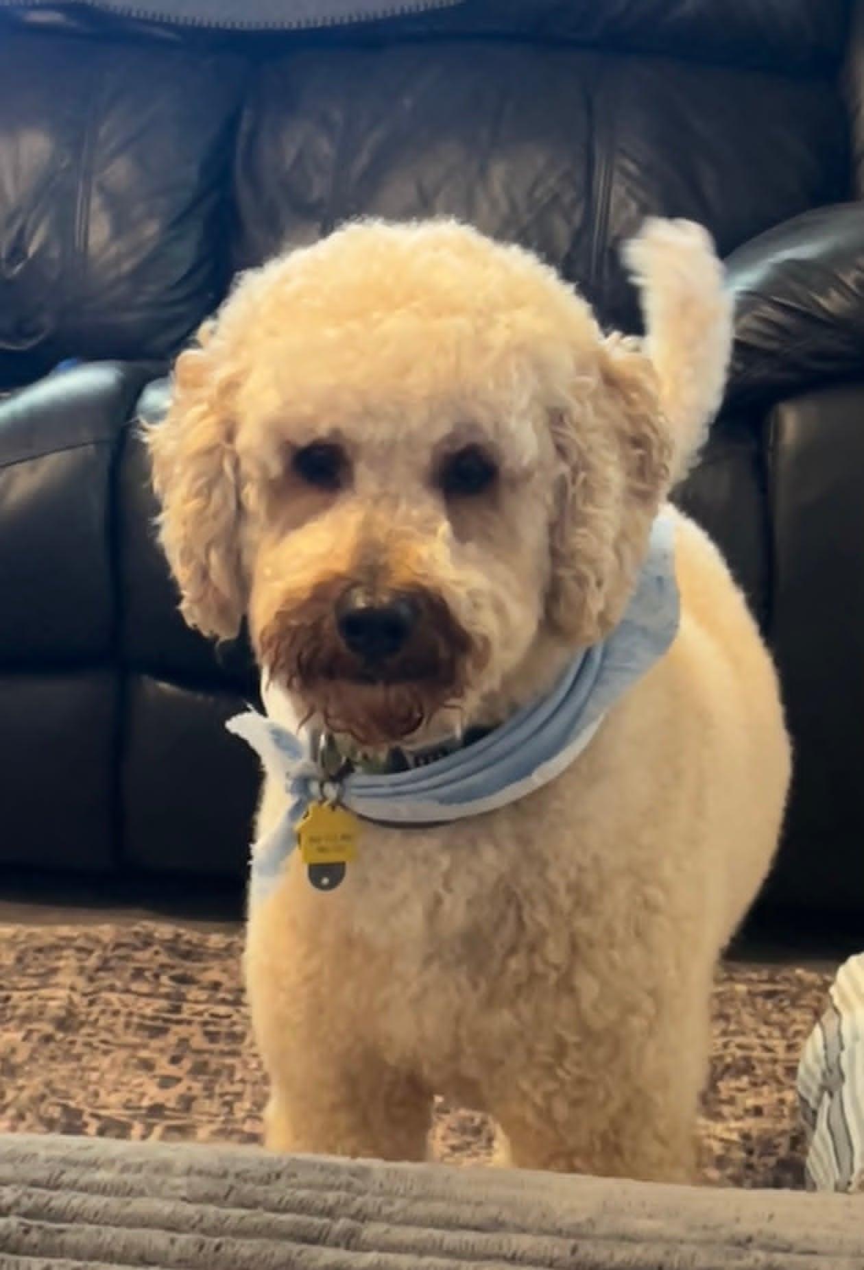 Oliver, adopted, Adult Male Goldendoodle.