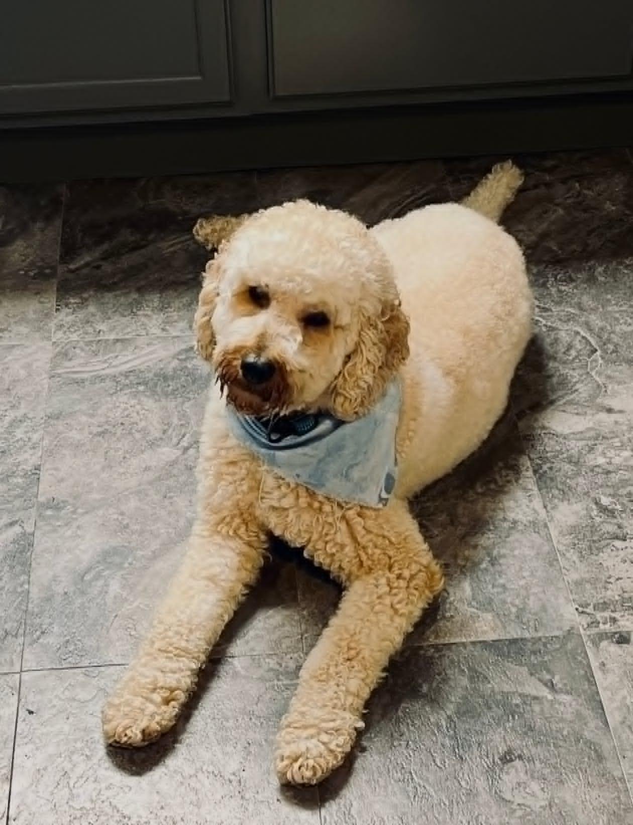 Oliver, an adopted mixed breed in Celina, OH image 5/6