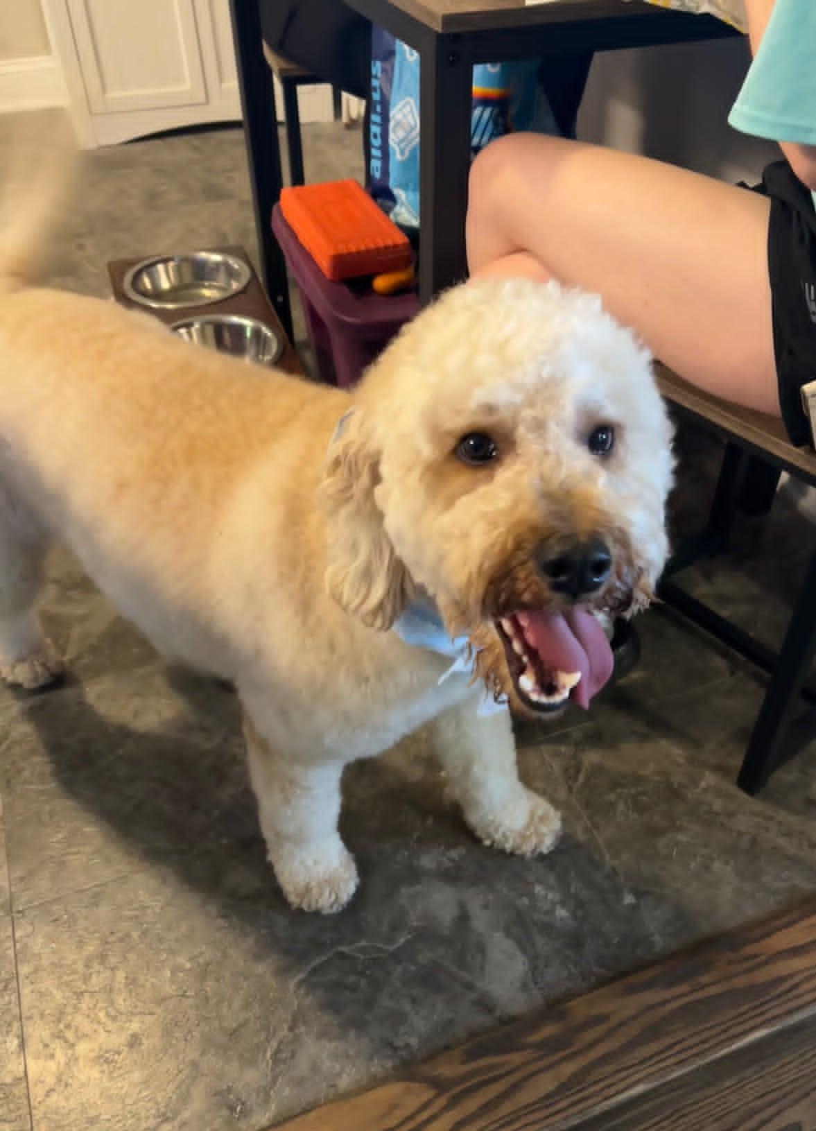 Oliver, an adopted mixed breed in Celina, OH image 6/6