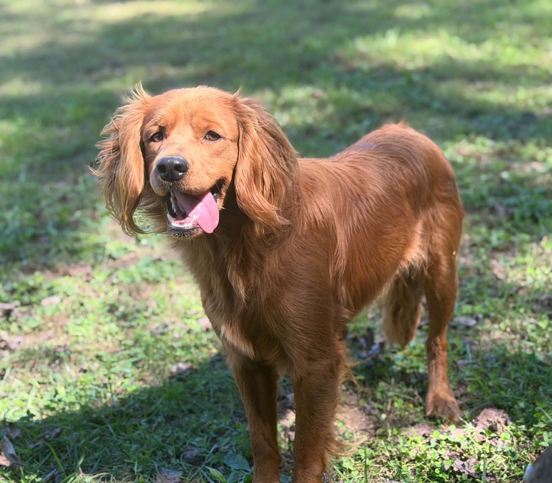 Tundra, Adoptable, Young Male Golden Retriever & Cavalier King Charles Spaniel.