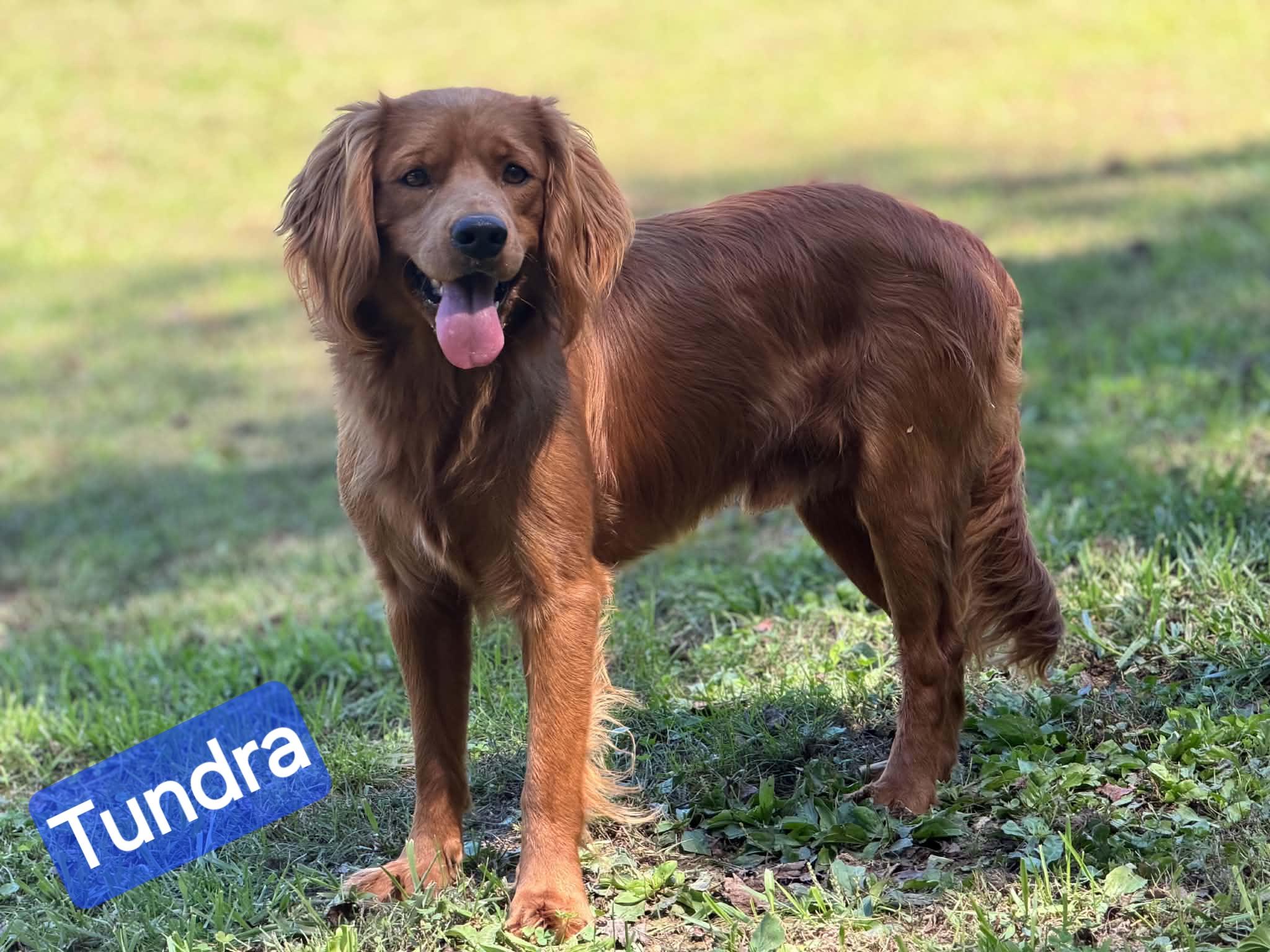 Enlarge Tundra, a Adoptable mixed breed in Wheelersburg, OH image 4/4