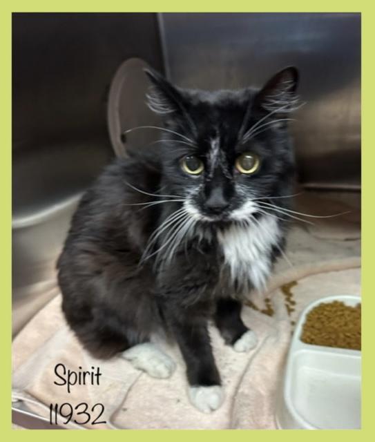 Spirit is a stunning 8 year old senior who was found as a stray on 71525 She is on the
